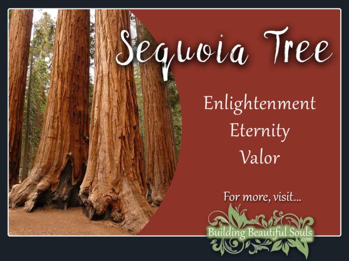 Sequoia Tree Meaning & Symbolism Tree Symbolism & Meanings